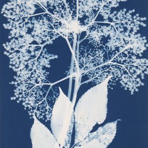 CC0 Cyanotype